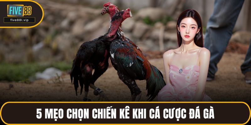 5 mẹo chọn chiến kê khi cá cược đá gà