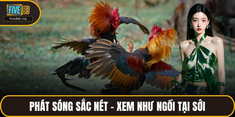 Phát sóng sắc nét – xem như ngồi tại sới