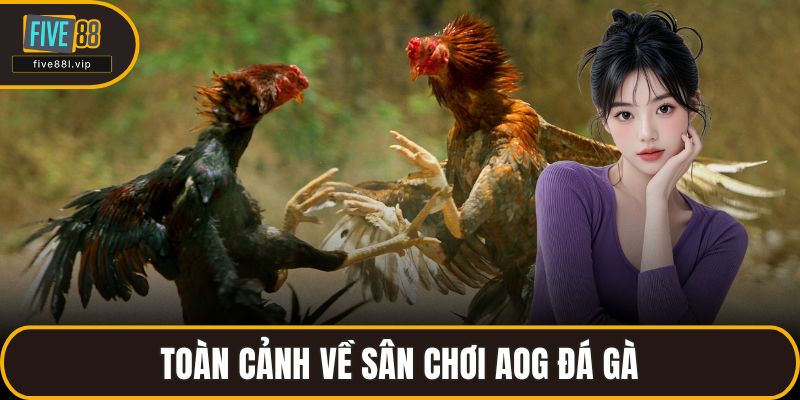 Toàn cảnh về sân chơi AOG đá gà